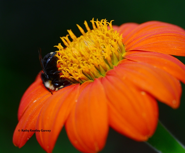 A male yellow-faced bumble bee, Bombus vosnesenskii, sleeps on a Mexican sunflower,Bombus Bombus vosnesenskii,in Vacaville,Calif. (Photo by Kathy Keatley Garvey)