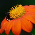 A male yellow-faced bumble bee, Bombus vosnesenskii, sleeps on a Mexican sunflower,Bombus Bombus vosnesenskii,in Vacaville,Calif. (Photo by Kathy Keatley Garvey)