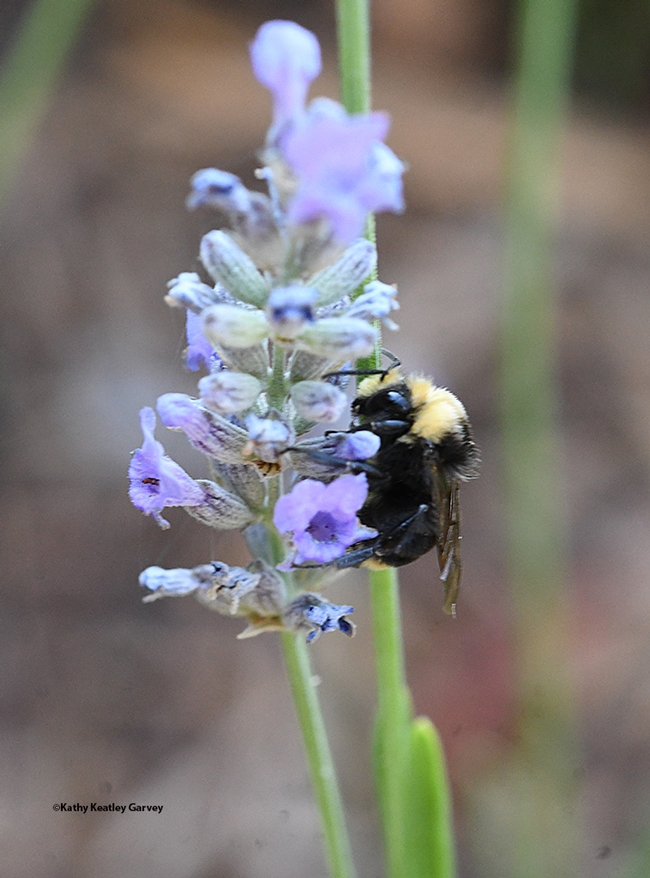 This sleeping male yellow-faced bumble bee, Bombus vosnesenskii, clings to lavender. (Photo by Kathy Keatley Garvey)