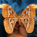 This is the Atlas moth, the largest moth in the world. (Photo by Kathy Keatley Garvey)