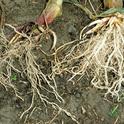 This image by Keith Waldron shows rootworm damage. The corn rootworm is a billion-dollar pest.