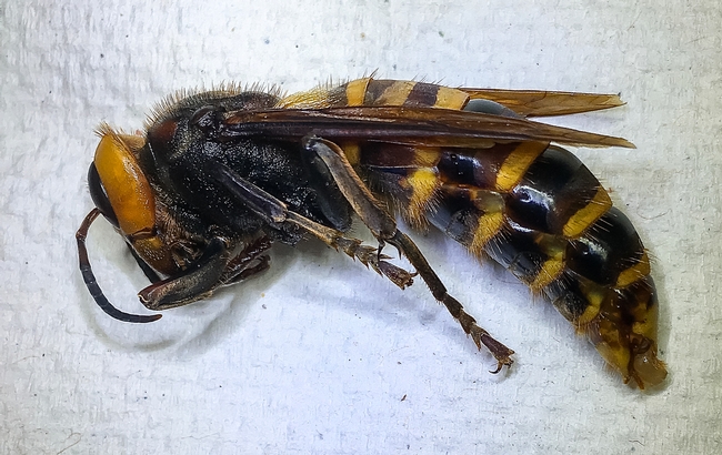This is the Asian giant hornet trapped July 14 at Birch Bay, Whatcom County, Washington. (Photo courtesy of Washington State Department of Food and Agriculture)