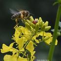 A honey bee encounters a lady beetle, aka ladybug, on mustard. (Photo by Kathy Keatley Garvey)