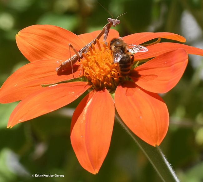 Oh, Yours? The honey bee prepares to leave the Mexican sunflower. (Photo by Kathy Keatley Garvey)