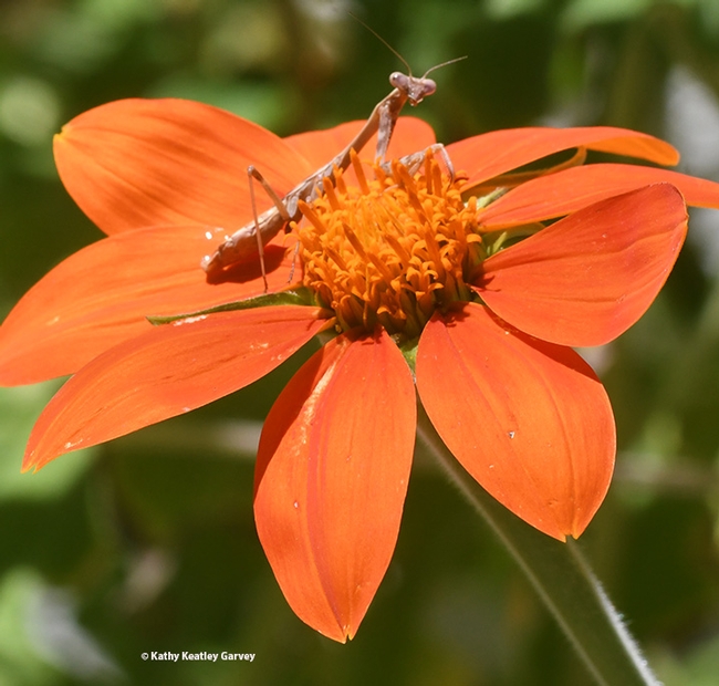 Lone Occupancy! The praying mantis again owns the Mexican sunflower. (Photo by Kathy Keatley Garvey)