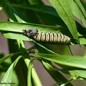 A monarch caterpillar molting. (Photo by Kathy Keatley Garvey)