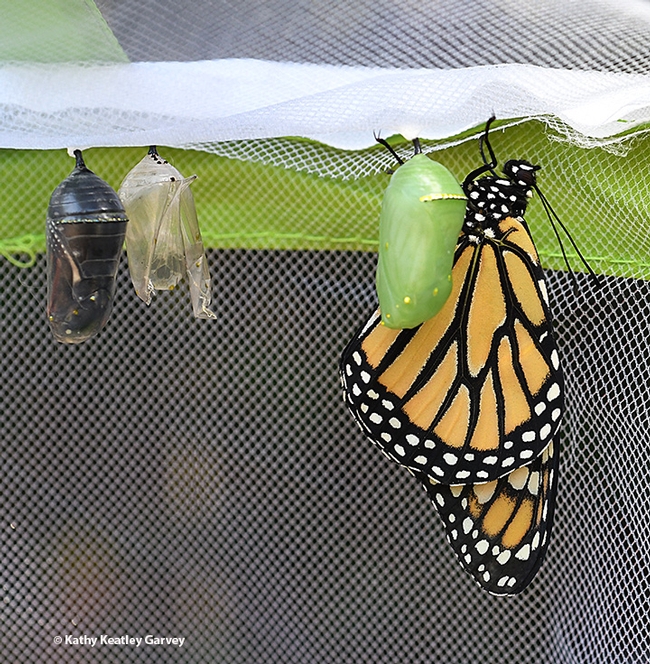 From left, a chrysalis about to release a monarch; an empty chrysalis or empty pupal exoskeleton, exuvia; a chrysalis; and an newly eclosed adult monarch. (Photo by Kathy Keatley Garvey)