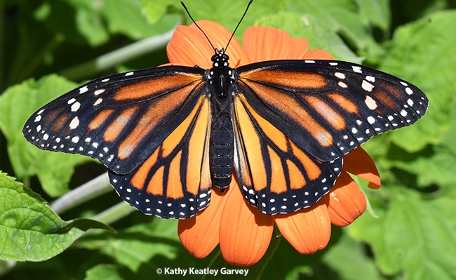 A newly eclosed female monarch on a Mexican sunflower, Tithonia. (Photo by Kathy Keatley Garvey)
