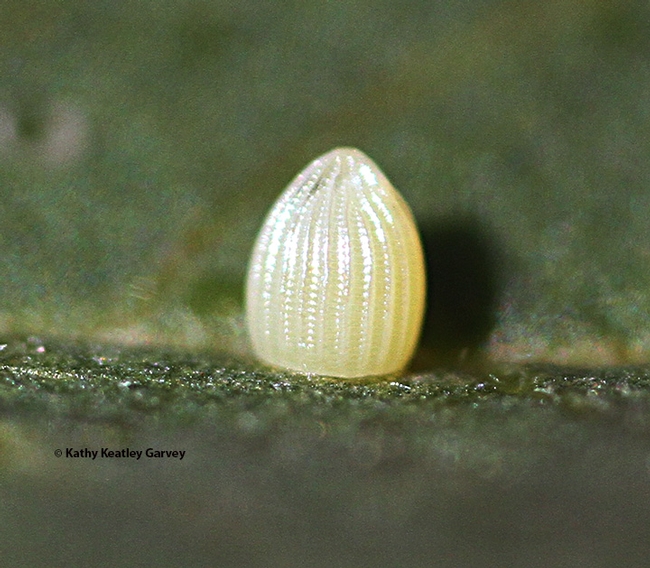 This is a close-up of a monarch egg, taken with a Canon MPE-65mm lens. It is about the size of a pinhead. (Photo by Kathy Keatley Garvey)