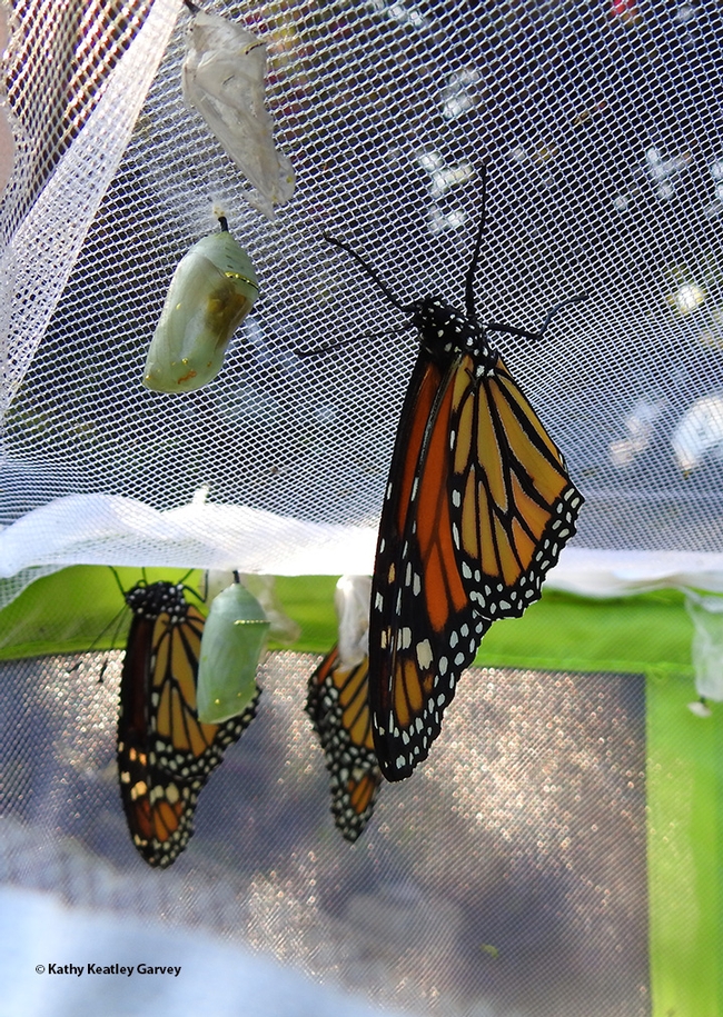 Be aware that if you collect a monarch caterpillar or chrysalis, it may already be parasitized. It is better to start with the egg, says Bohart Museum of Entomology associate Greg Kareofelas. Note the tachinid-infested chrysalis (brown spot). This image, taken in July 2020, shows two chrysalids and three newly eclosed monarchs. (Photo by Kathy Keatley Garvey)