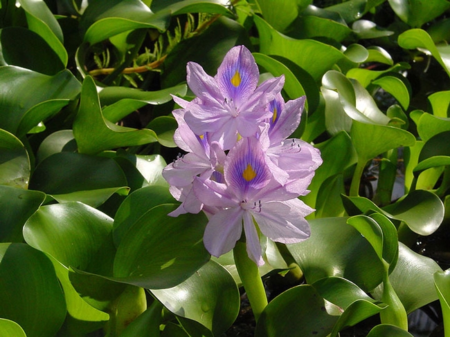 The water hyacinth, Eichhornia crassipes, is an invasive weed but has an attractive flower. (Photo by Wouter Hagens, Wikipedia)