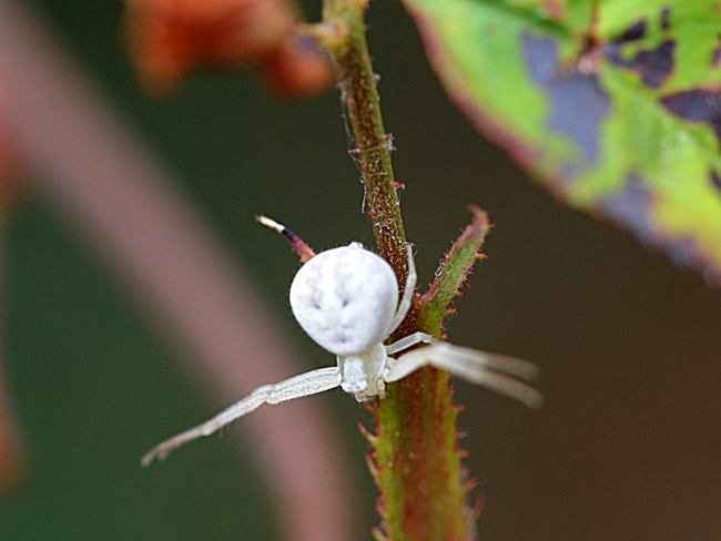 Crab spider loses its prey and heads down a stem. (Photo by Kathy Keatley Garvey)