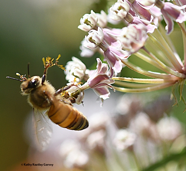 A honey bee struggles to free herself from the sticky nectar trough of a milkweed plant, Asclepias fascicularis. (Photo by Kathy Keatley Garvey)