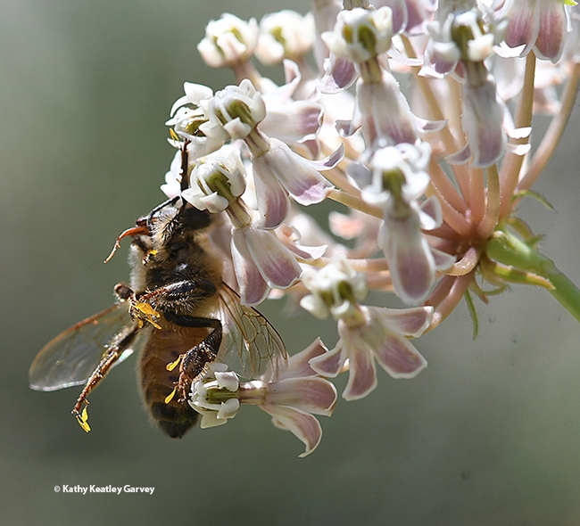 Death trap: This bee couldn't free herself from the sticky milkweed blossom of a Asclepias fascicularis. (Photo by Kathy Keatley Garvey)