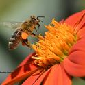 A honey bee foraging on a Mexican sunflower (Tithonia) has almost reaching its loading limit. (Photo by Kathy Keatley Garvey)