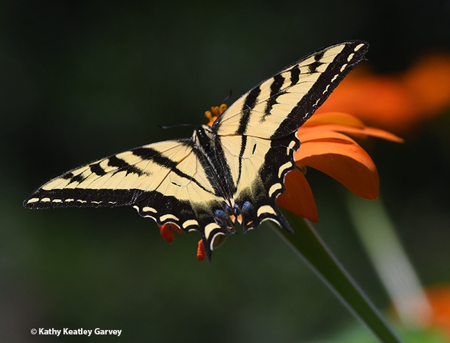 A Western tiger swallowtail, Papilo rutulus, lands on a Mexican sunflower, Tithonia rotundifolia.  (Photo by Kathy Keatley Garvey)