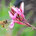 A pollen-packin' honey bee heads toward a gaura (Gaura linheimeri). (Photo by Kathy Keatley Garvey)
