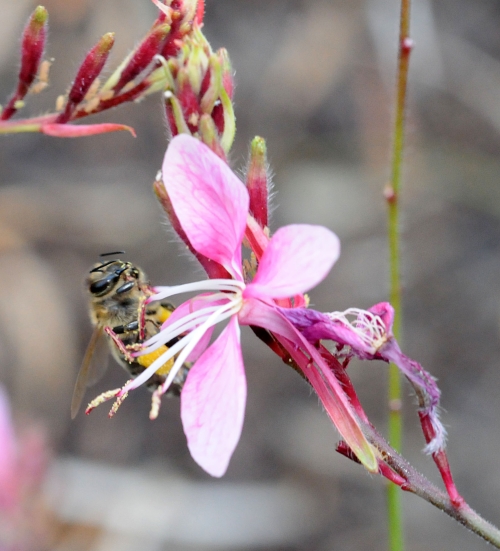 The honey bee gives her stamp of approval to the gaura, a perennial also known as 