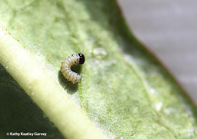 This larva or caterpillar has just hatched. Note the black head. (Photo by Kathy Keatley Garvey)