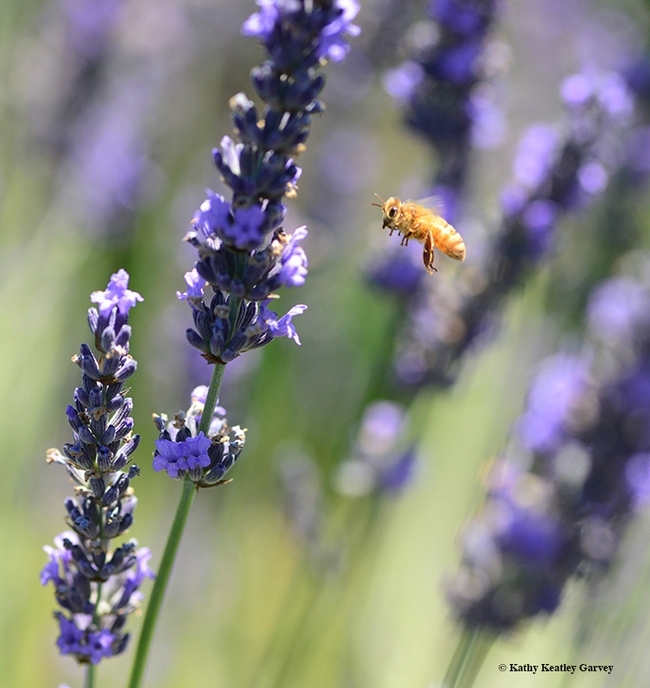 One of Clay Ford's bees pollinating lavender in Dixon. (Photo by Kathy Keatley Garvey)
