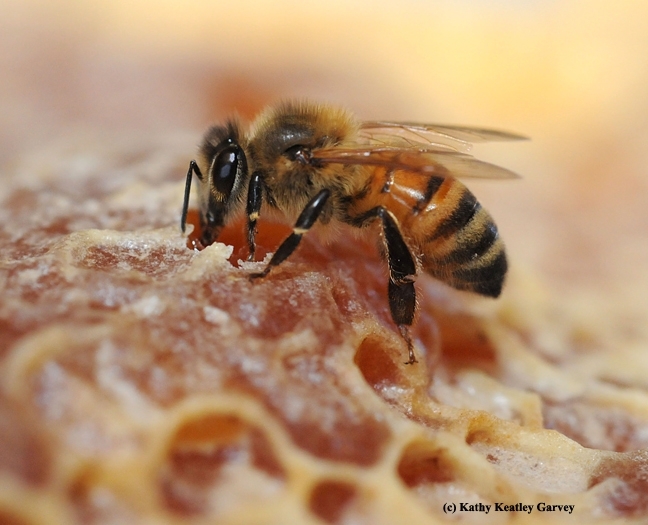 A honey bee on a honeycomb at the Harry H. Laidlaw Jr. Honey Bee Research Center, UC Davis. (Photo by Kathy Keatley Garvey)