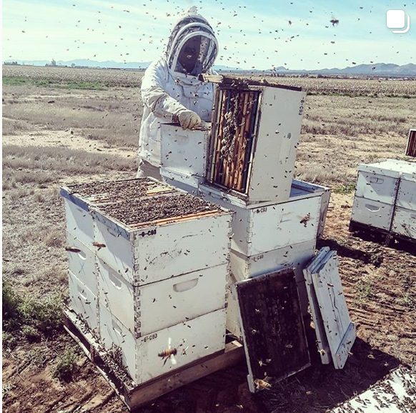Caroline Yelle tending her bees prior to the disastrous fire that destroyed her farm. (Instagram Photo)