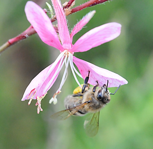 The honey bee performs a balancing act on the gaura. (Photo by Kathy Keatley Garvey)