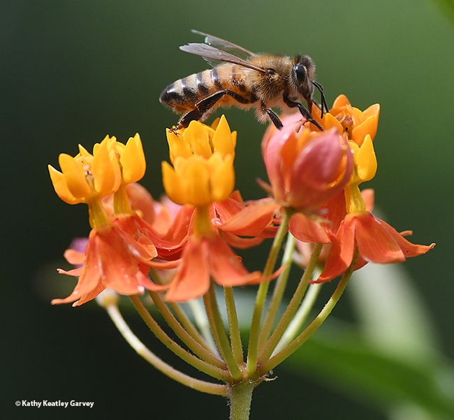 Honey bee nectaring on the tropical milkweed. (Photo by Kathy Keatley Garvey)