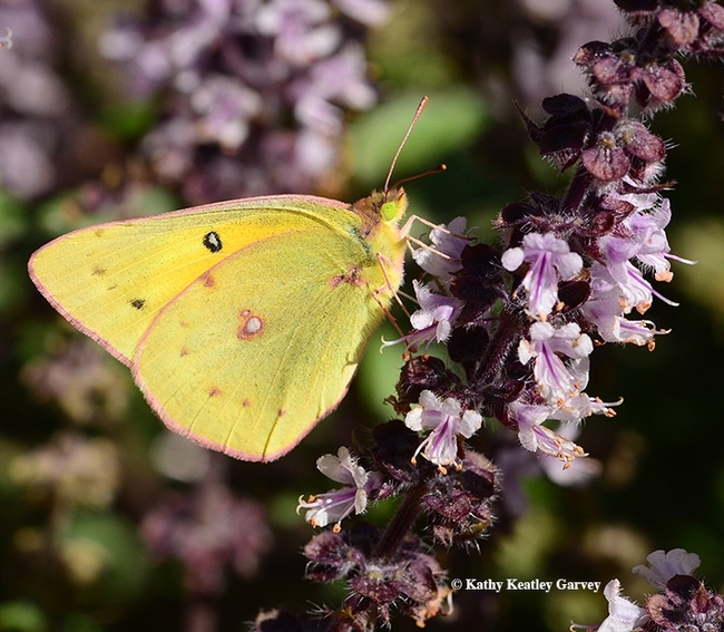 The sulphur or alfalfa butterfly, (Colias eurytheme) is widespread now in Solano, Yolo and Sacramento counties and is the biggest invasion in 20 or 30 years, says Art Shapiro, distinguished professor of evolution and ecology at UC Davis. (Photo by Kathy Keatley Garvey)