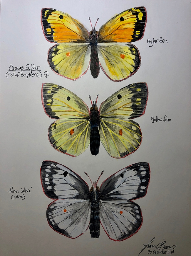 San Francisco-based artist-lepidopterist Liam O'Brien depicts the alfalfa butterfly in a book to be published by Heyday Press in 2014. (Image courtesy of Liam O'Brien)