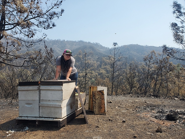 Caroline Yelle, owner of Pope Canyon Queens, checks her losses in the Aug. 19 Vacaville fire. (Photo by Caroline Yelle)