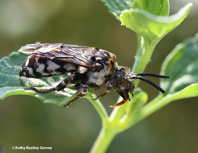 A cuckoo bee, Xeromelecta californica, rests on a leaf in a Vacaville pollinator garden. (Photo by Kathy Keatley Garvey)