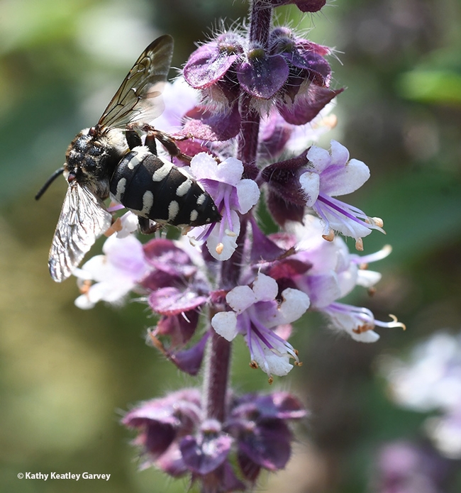 The cuckoo bee, Xeromelecta californica, sipping some nectar. (Photo by Kathy Keatley Garvey)