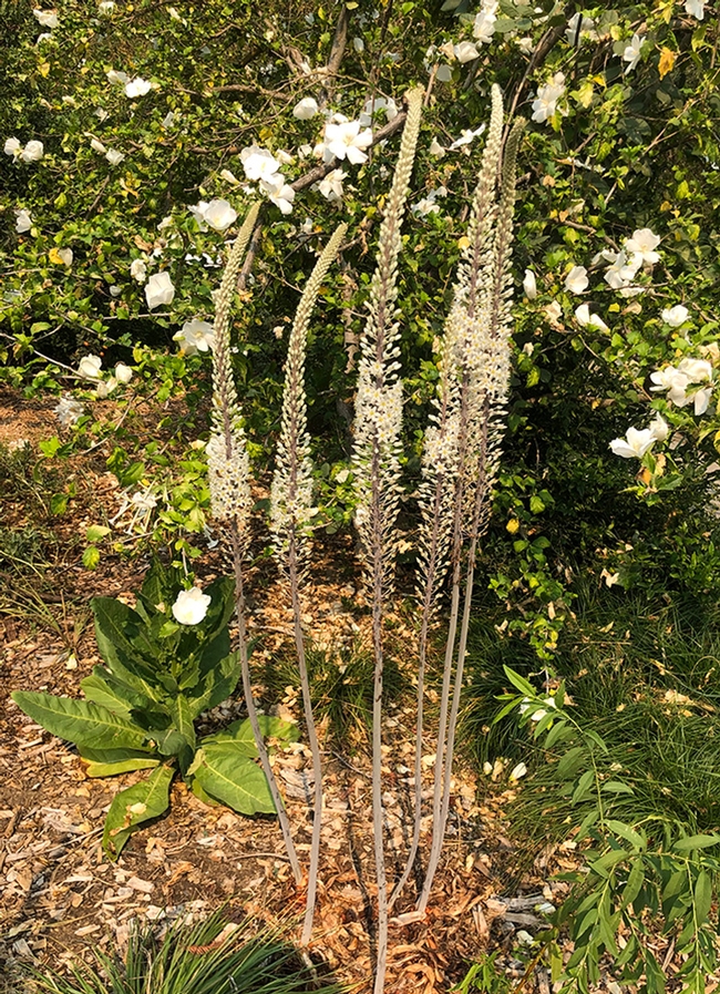 Sea squill (Drimia maritima or Urginea maritima) thrives in the Carolee Shields White Flower Garden and Gazebo, UC Davis Arboretum and Public Garden. (Photo by Kathy Keatley Garvey)