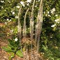 Sea squill (Drimia maritima or Urginea maritima) thrives in the Carolee Shields White Flower Garden and Gazebo, UC Davis Arboretum and Public Garden. (Photo by Kathy Keatley Garvey)
