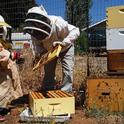 Master Beekeeper Amy Hustead of Grass Valley, Nevada County, and a helping tending her hives.