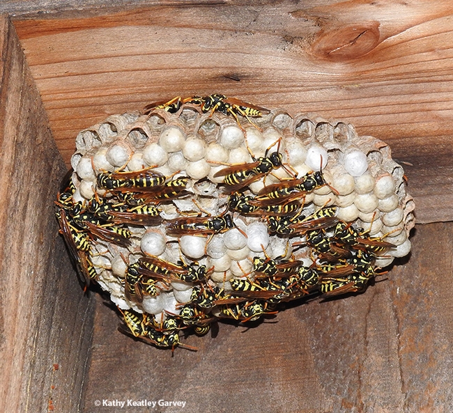 An European paper wasp (Polistes  dominula) nest in Vacaville, Calif. (Photo by Kathy Keatley Garvey)
