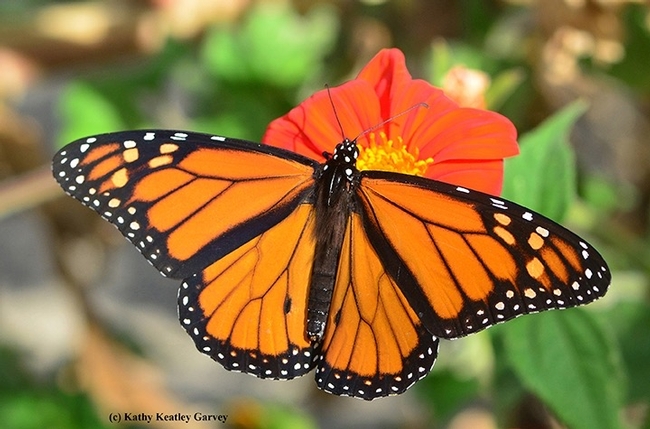 A newly eclosed male monarch. (Photo by Kathy Keatley Garvey)