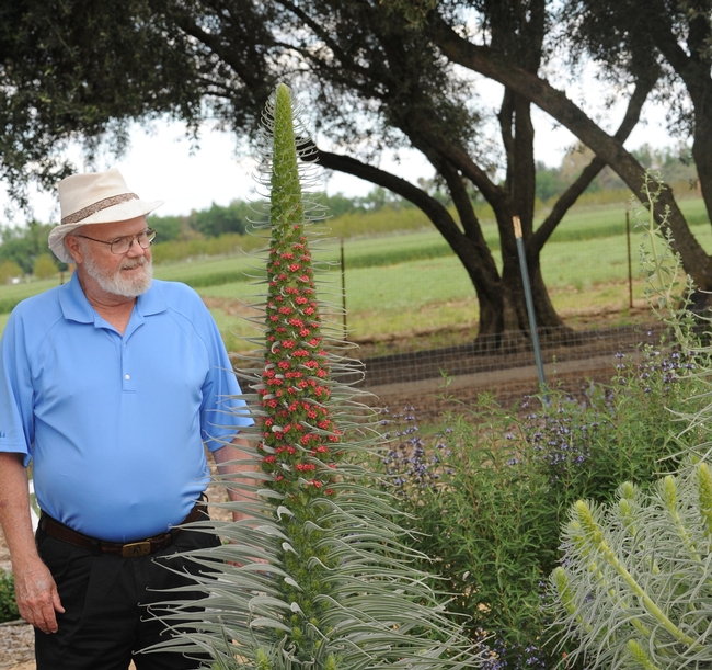 Native pollinator specialist Robbin Thorp, emeritus professor of entomology at UC Davis, looks over a tower of jewels. (Photo by Kathy Keatley Garvey)