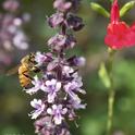 A honey bee nectaring on African blue basil in Vacaville, Calif. At right is Salvia microphylla 