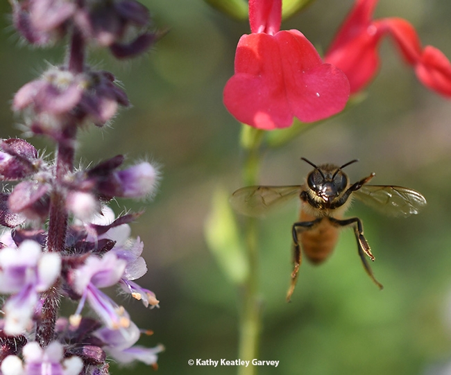Frozen in time--a honey bee takes flight and heads for home. (Photo by Kathy Keatley Garvey)