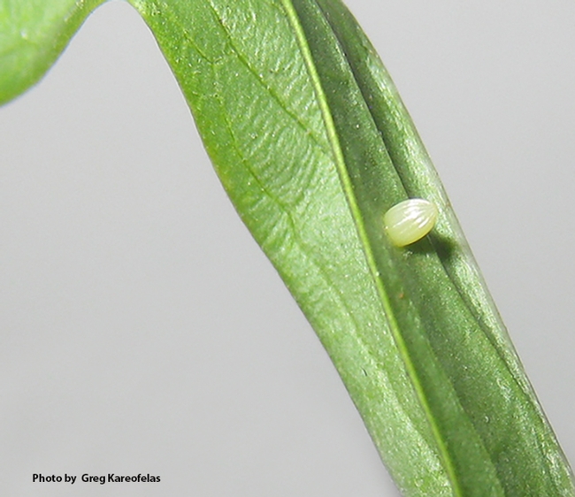 The Egg: Greg Kareofelas collected this egg from a narrowleaf milkweed in his Davis yard on Aug. 25. (Photo by Greg Kareofelas)