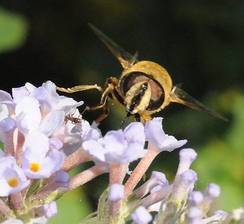 Like a hovering helicopter, the hover fly lingers over flowers in the Ruth Risdon Storer Garden, UC Davis Arboretum. (Photo by Kathy Keatley Garvey)