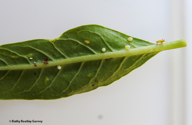 Find the oleander aphids! Monarch eggs and oleander aphids both occupying a leaf. (Photo by Kathy Keatley Garvey)