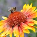 Honey bee nectaring on Gaillardia at Haagen-Dazs Honey Bee Haven, UC Davis. (Photo by Kathy Keatley Garvey)