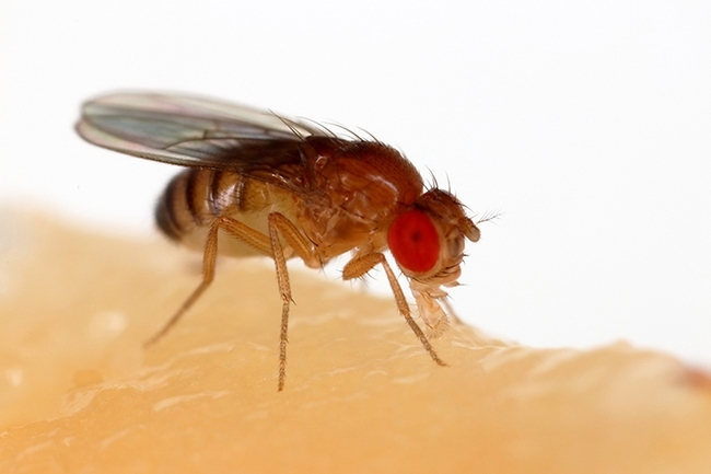 UC Davis geneticist Mel Green wrote that the vinegar fly, Drosophila melanogaster, should not be called a 