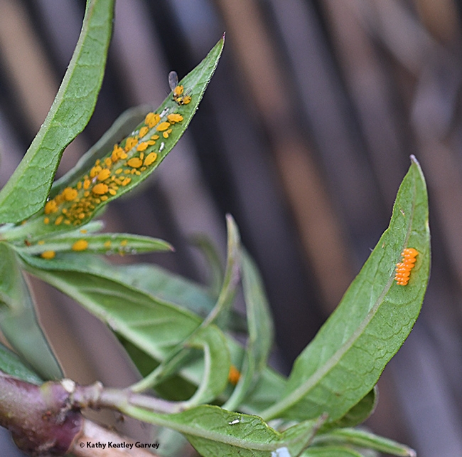 Good Planning: A lady beetle laid her eggs  (right) next to oleander aphids (left) on a tropical milkweed plant. The lady beetle larvae will eat the aphids. (Photo by Kathy Keatley Garvey)