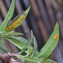 Good Planning: A lady beetle laid her eggs  (right) next to oleander aphids (left) on a tropical milkweed plant. The lady beetle larvae will eat the aphids. (Photo by Kathy Keatley Garvey)