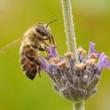 Honey bee nectaring on lavender. A UCSF team just discovered four new honey bee viruses. (Photo by Kathy Keatley Garvey)