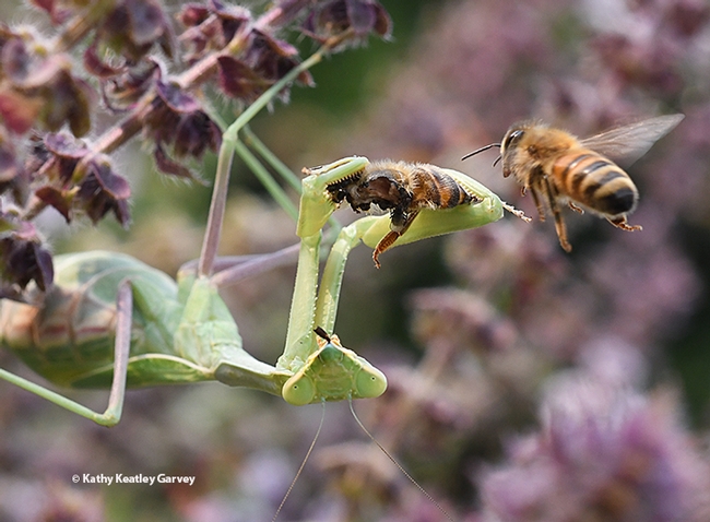 As the praying mantis eats the honey bee, another honey bee comes over to investigate. (Photo by Kathy Keatley Garvey)